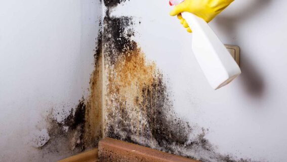 Mold Remediation in Wake Forest NC